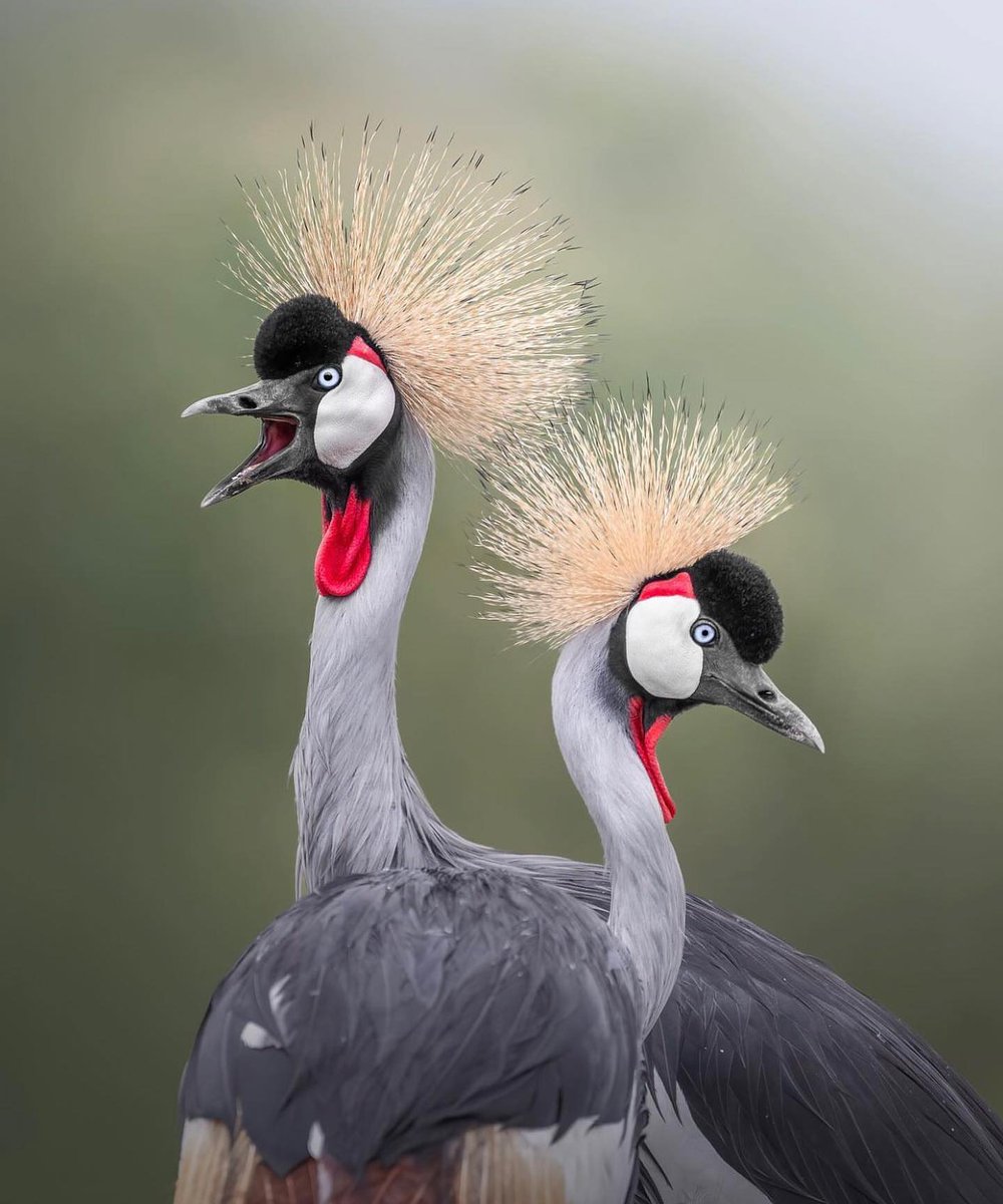 Grey-crowned Crane 🖤🤍❤️