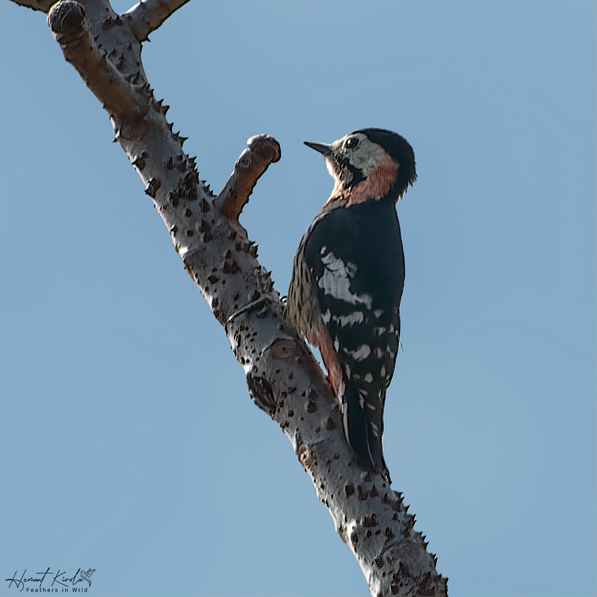 One more for 'Chiseling bills/beak' (Bill used for tap or drum on surfaces of tree to communicate with other birds) Let's fill the X with Chiseling bill birds. Crimson-naped Woodpecker #IndiAves #ThePhotoHour #Chiselingbills