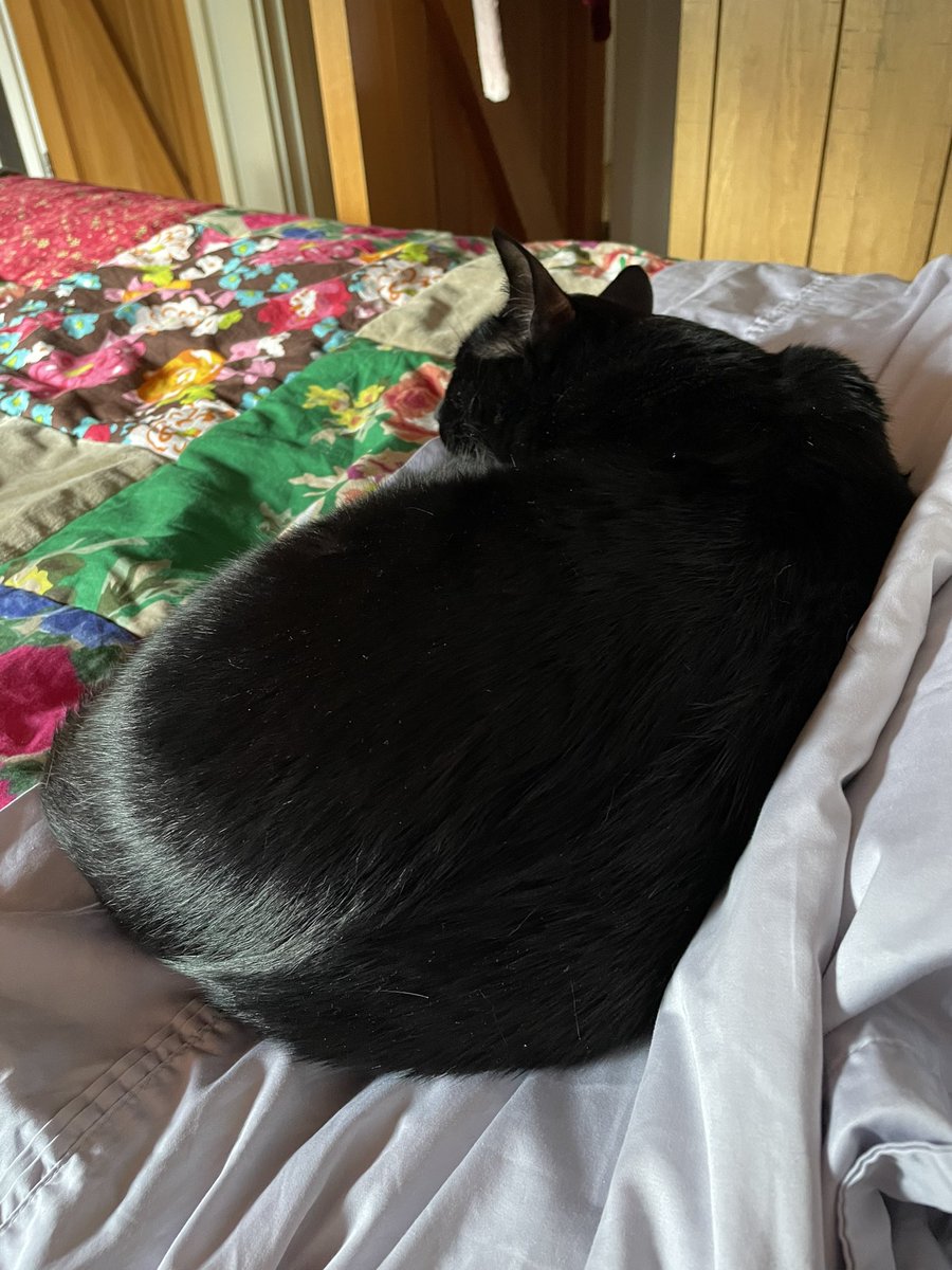 @RolfatWarwick arrived mid-afternoon, ate, and promptly escaped upstairs… after a few hours I went to check on the sleeping kitty who was surprised when I layed beside him. To make things right he turned his back on me and continued sleeping 😂🥰🐈‍⬛🐾💤 #RolfRules