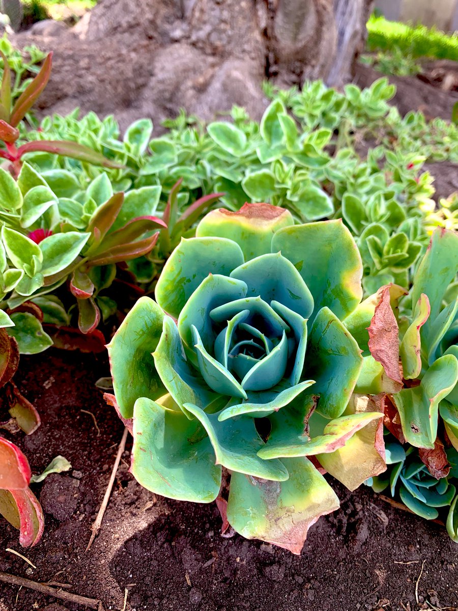 De todo un poco, la verdad me da tristeza un poco mi jardín, esta seco. Que vengan ya las lluvias 🙏🙏🙏