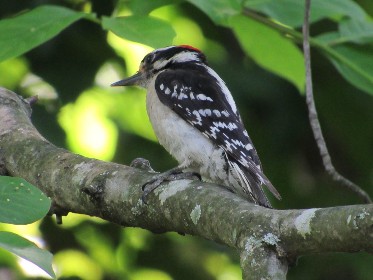 While tending to my feeders, I spotted this Hairy Woodpecker in a nearby tree.