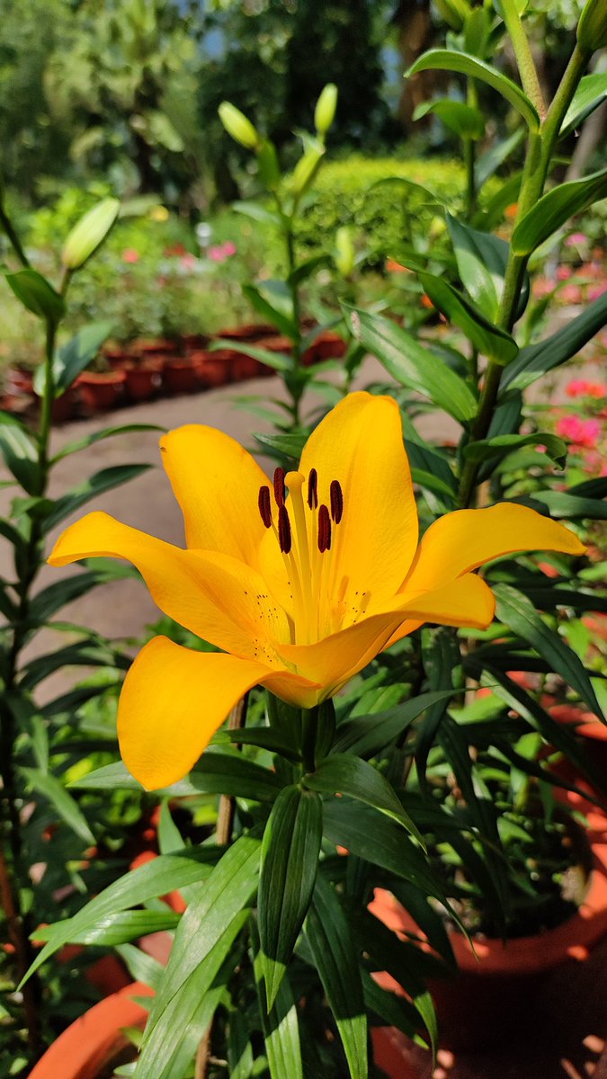 A beautiful yellow lilium for #SundayYellow ... A happy #MothersDay to all mothers & mother figures .. #flowers #nature #NaturePhotography #TwitterNatureCommunity #mygarden #GardeningTwitter