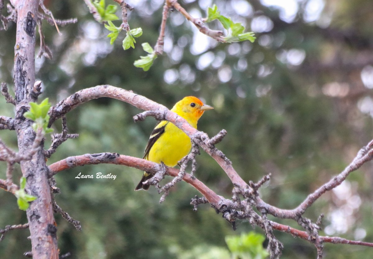 When you get the gift of gifts from the mother of all mothers, Mother Nature herself. Feeling pretty high honours having this western tanager this morning. It's been 14-15yrs since I've seen one in our yard.