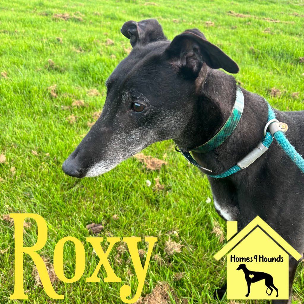 If anyone is looking for a  perfect 5.5yo girl then look no further than Roxy. This girl is just a gem. Paid little interest to anything, loves humans of all ages and is ever so happy. Roxy would be an ideal first dog for someone as she is do straightforward