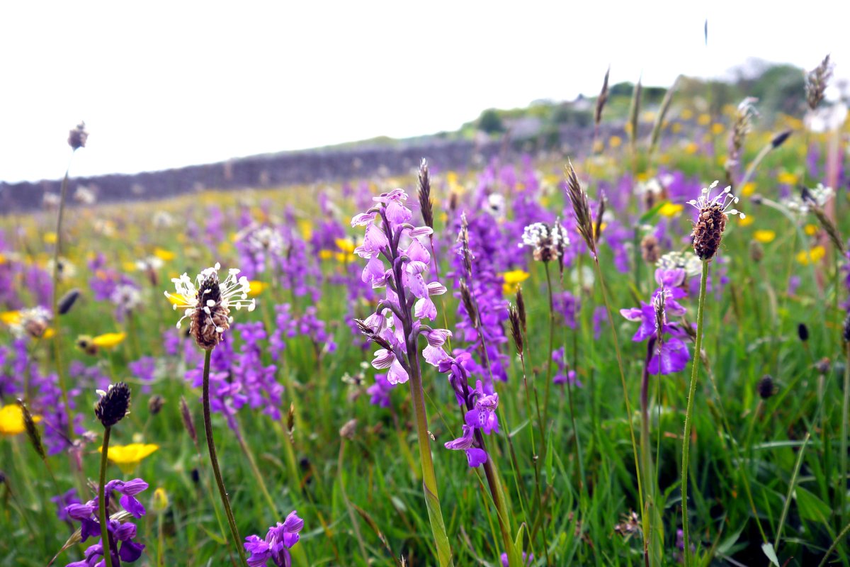 If you have visited this place at this time of year you will know where the photo was taken @botany_beck @chrishindle @duncan_dine @GhostlyVision @JohnAcid @smurfett722 @thenewgalaxy @ukorchids