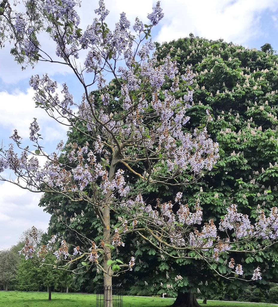 The beautifully startling Foxglove Tree in full flower right now. #UrbanTreeFestival @UrbanTreeFest @TheStreetTree