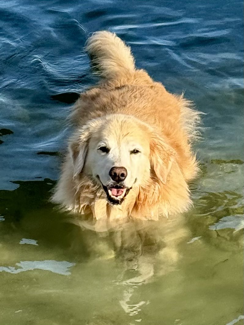 The Golden Ratio tweet media