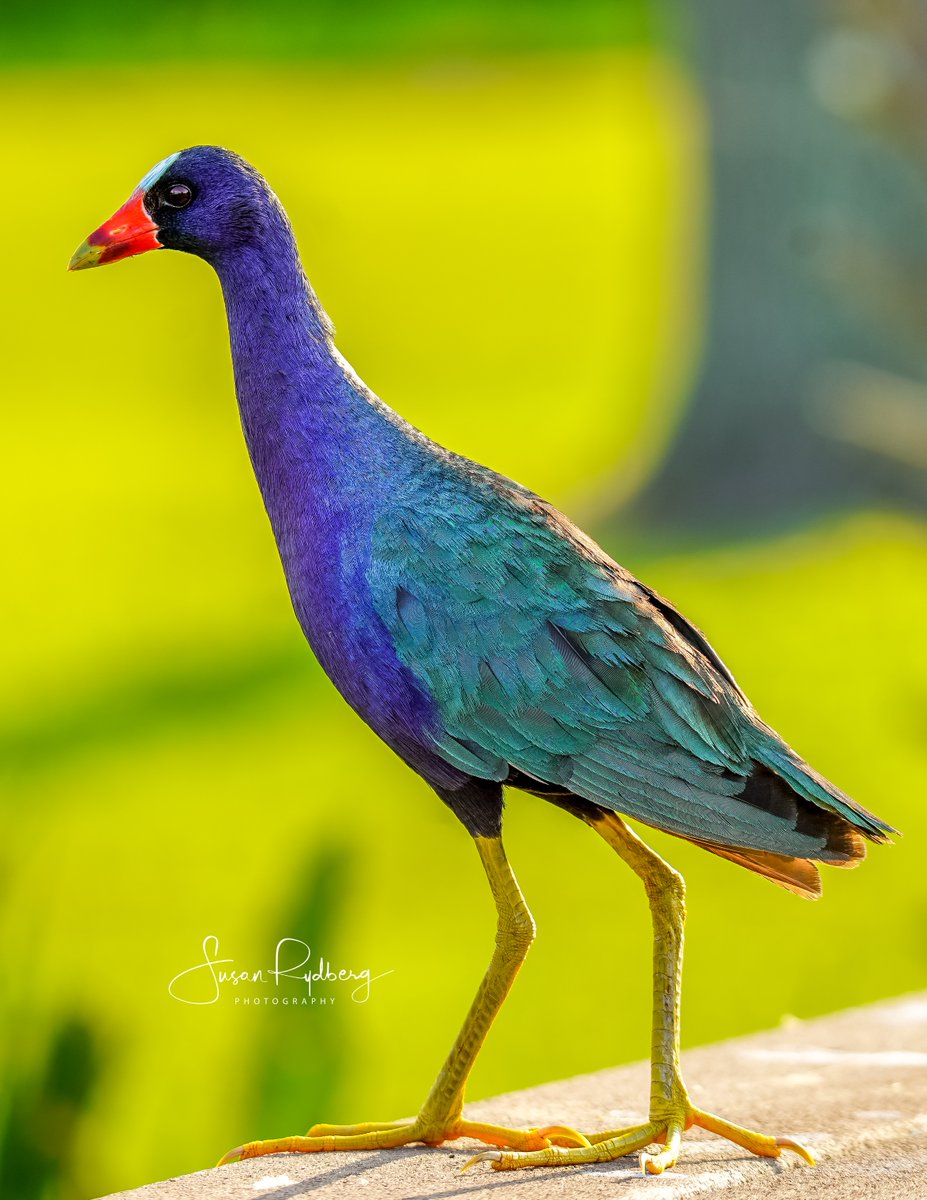 Beautiful Purple Gallinule 🐦‍⬛ #bird #birds #BirdsOfTwitter #birdphotography #birdwatching #beautiful #colorful #wildlife #wildlifephotography