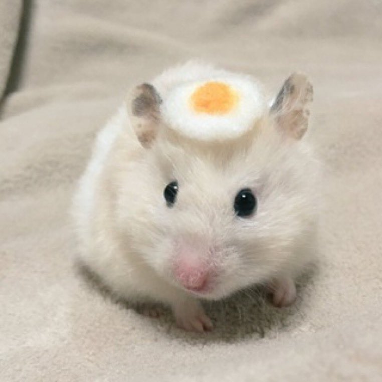 TraderCraze's tweet photo. $eggham

65WykhyLA8PBNvYdaziD2bNZT16FtxeHS2aM8KcoCX8X https://t.co/k3t86tCxkz