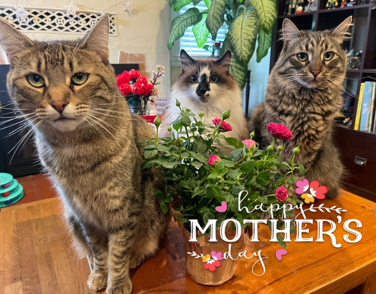 ❤️Happy Mamas Day! We love you❤️ #HappyMothersDay2024 #MothersDay #CatsOfTwitter #CatsOfX #CatsAreFamily