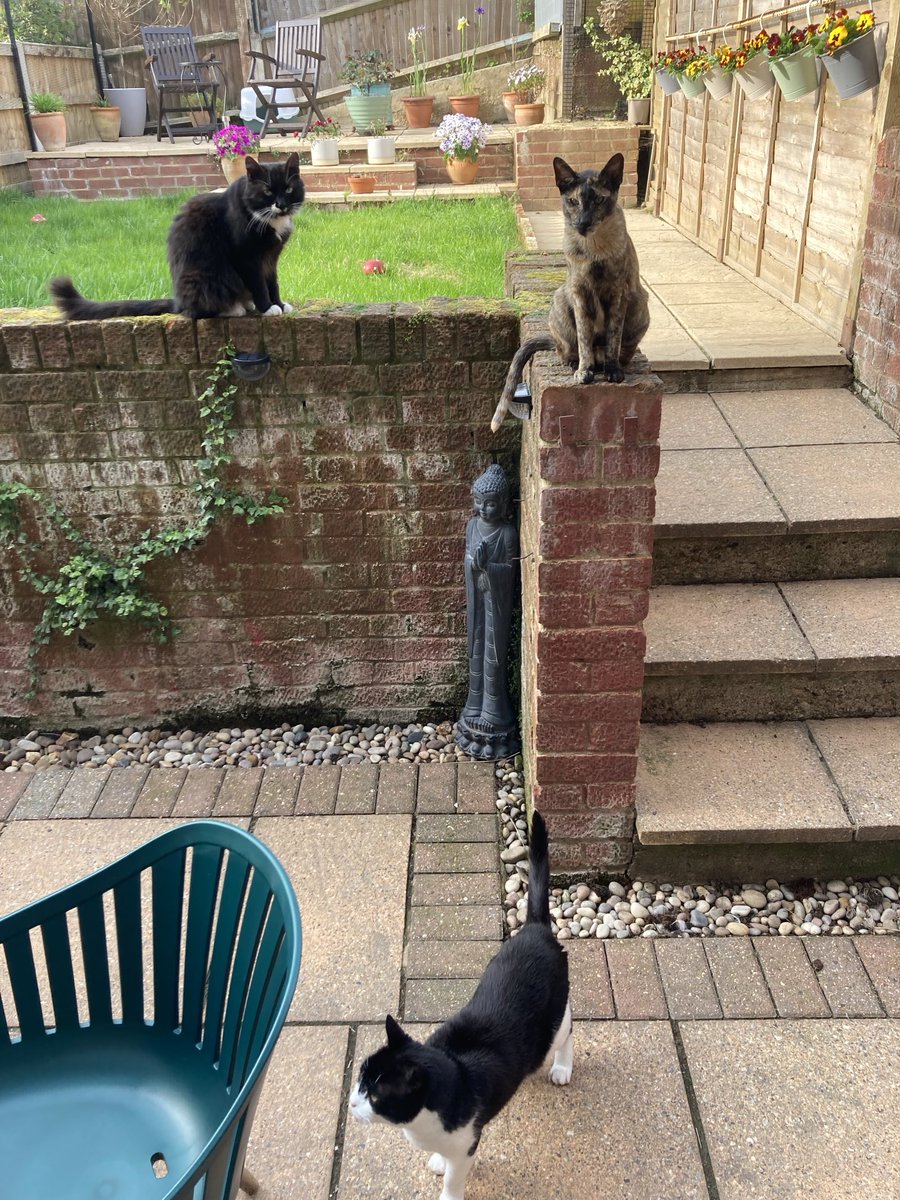 Decided to eat on the patio tonight. The vultures are circling……