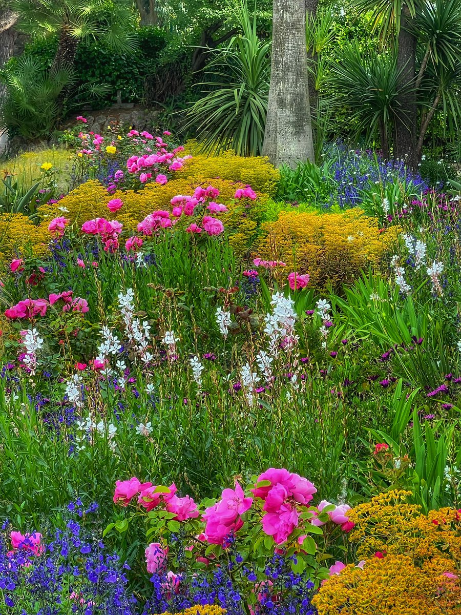 #Antibes ville fleurie 🌿🌼🌸🌿 𝔹onne soirée à toutes et à tous 💫