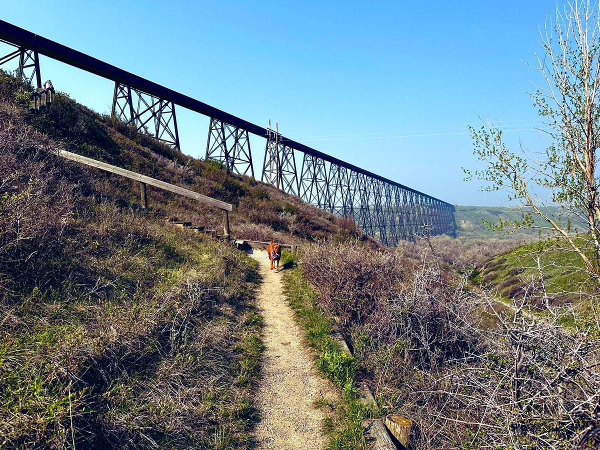 steveplusc's tweet image. Sunday Funday! Recovery run with Ollie. GM to everyone getting after it today 👊