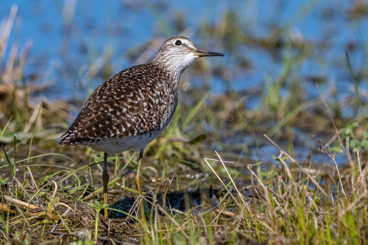 Sekojot pēdējo dienu saules aktivitātēm, pat putni sāk pētīt vai nav gaidāma ziemeļblāzma. Te purva tilbīte Brocēnu apkārtnē.