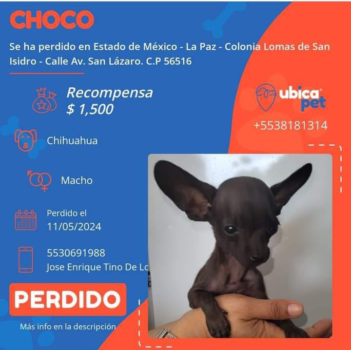 🟠 PERDIDO 🟠 👉 Más info: ubicapet.com.mx/perdidos/choco… P5464 ▪️Choco ▪️Macho ▪️Chihuahua ▪️Negro ▪️Estado de México ▪️La Paz ▪️Colonia Lomas de San Isidro