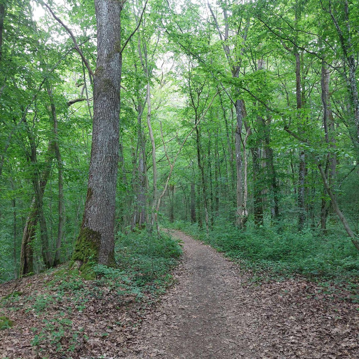 Evelyne1202's tweet photo. Au menu de ce dimanche : 
retour sur la terre de mes ancêtres ozolais.
Il y a quelque chose d’émouvant de se dire qu’ils ont sans doute parcouru les mêmes chemins, il y a plus de 100 ans 🫠
#pointsverts #adeps https://t.co/inSgyDWpA7