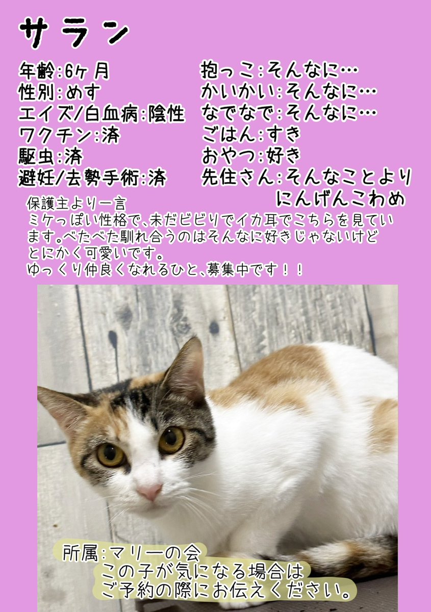 necotasagasuzou's tweet photo. 【直近ですが開催いたします！】

今度はお試しに平日に開催してみます。

ちびっ子たちが元気が良すぎてすごいです〜❣️ぜひ皆様いらしていただけると嬉しいです。

#保護猫譲渡会 
#東京都 
#町田市 
#子猫 https://t.co/69o59iV0I6