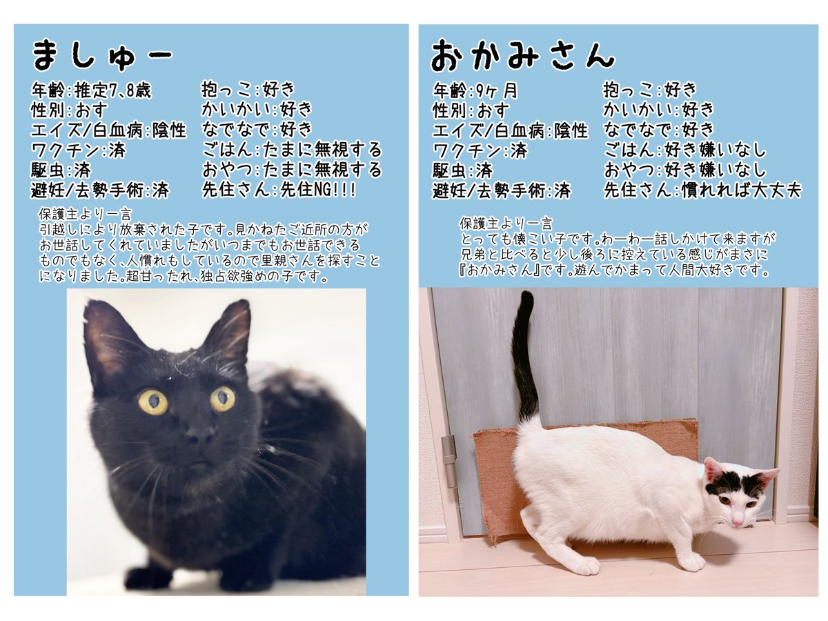 necotasagasuzou's tweet photo. 【直近ですが開催いたします！】

今度はお試しに平日に開催してみます。

ちびっ子たちが元気が良すぎてすごいです〜❣️ぜひ皆様いらしていただけると嬉しいです。

#保護猫譲渡会 
#東京都 
#町田市 
#子猫 https://t.co/69o59iV0I6