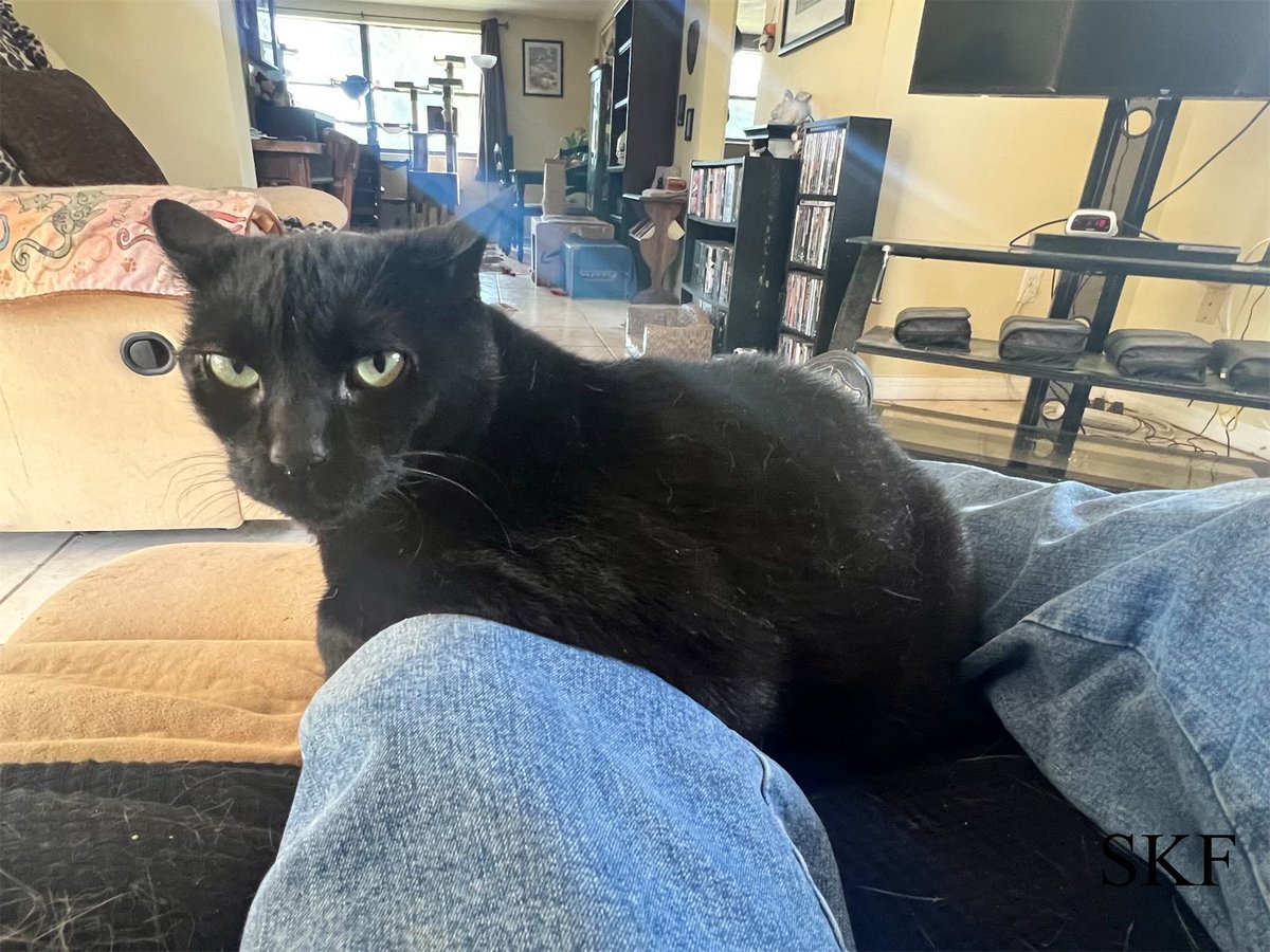 Sabre: Look Big Guy, I don’t care if your thirsty and want to get something to drink, you should have thought about that before you sat down on the couch, because I comfortable here and I’m not Moving anytime soon. 😹😹😹 #CatsOfTwitter #SundayThoughts #Panfur #ComfortableCat