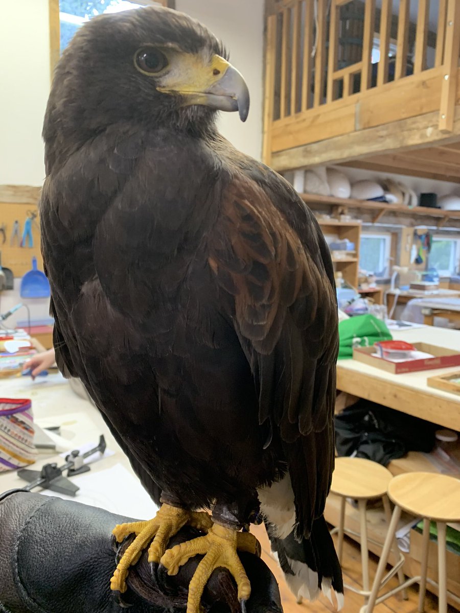 Not everyday you get a visit from a Harris Hawk.