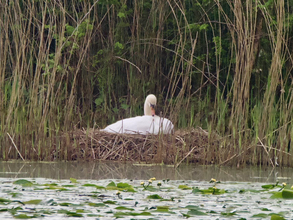 @monkbonk 👋 happy #Swanday. Nesting swan at Longton Nature Reserve, taken from a fair distance. Hoping to see the cygnets soon 🦢
