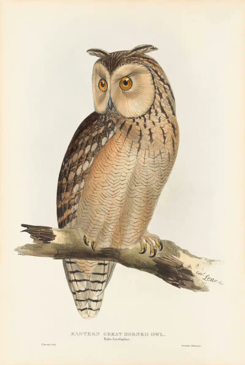 One of the reasons I began to love poetry was the nonsense verse of Edward Lear, born #OTD in 1812. He was also an accomplished artist whose painting of birds were used in John Gould's Birds of Europe.