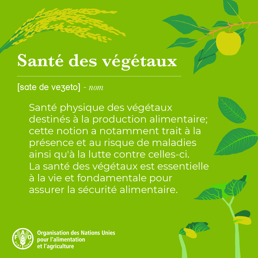 🌱Les plantes, c'est la vie. Nous dépendons d'elles pour la nourriture, l'oxygène et bien plus encore.... La protection de la #SantéDesPlantes n'est pas facultative. En savoir plus 👉 ow.ly/zZuh50RB6py #JournéedelaSantéDesVégétaux