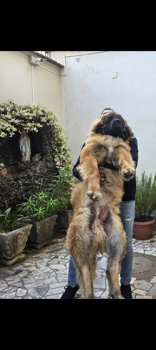 netnando's tweet image. Jordan (Wiyot I love you baby), oggi 8 mesi #leonberger