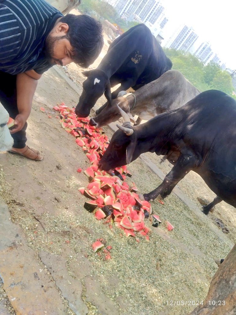 Here are a few more heartwarming visuals from our Sunday Watermelon Feeding Drive for the cows. Huge thanks to everyone who joined us and contributed generously. Your love and support are truly empowering us to do more for these voiceless souls. Let's continue spreading kindness…