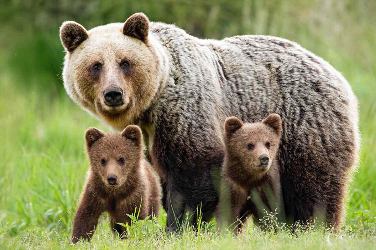 Happy Mother’s Day to all our Momma Bears!🐻 🌸