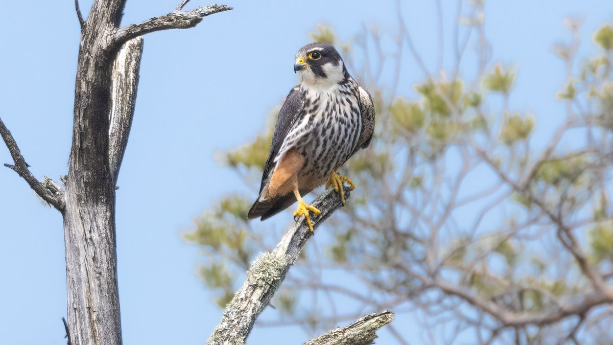 Hobby Wareham Forest, Dorset @harbourbirds @DorsetBirdClub @DorsetWildlife @DorsetStudy