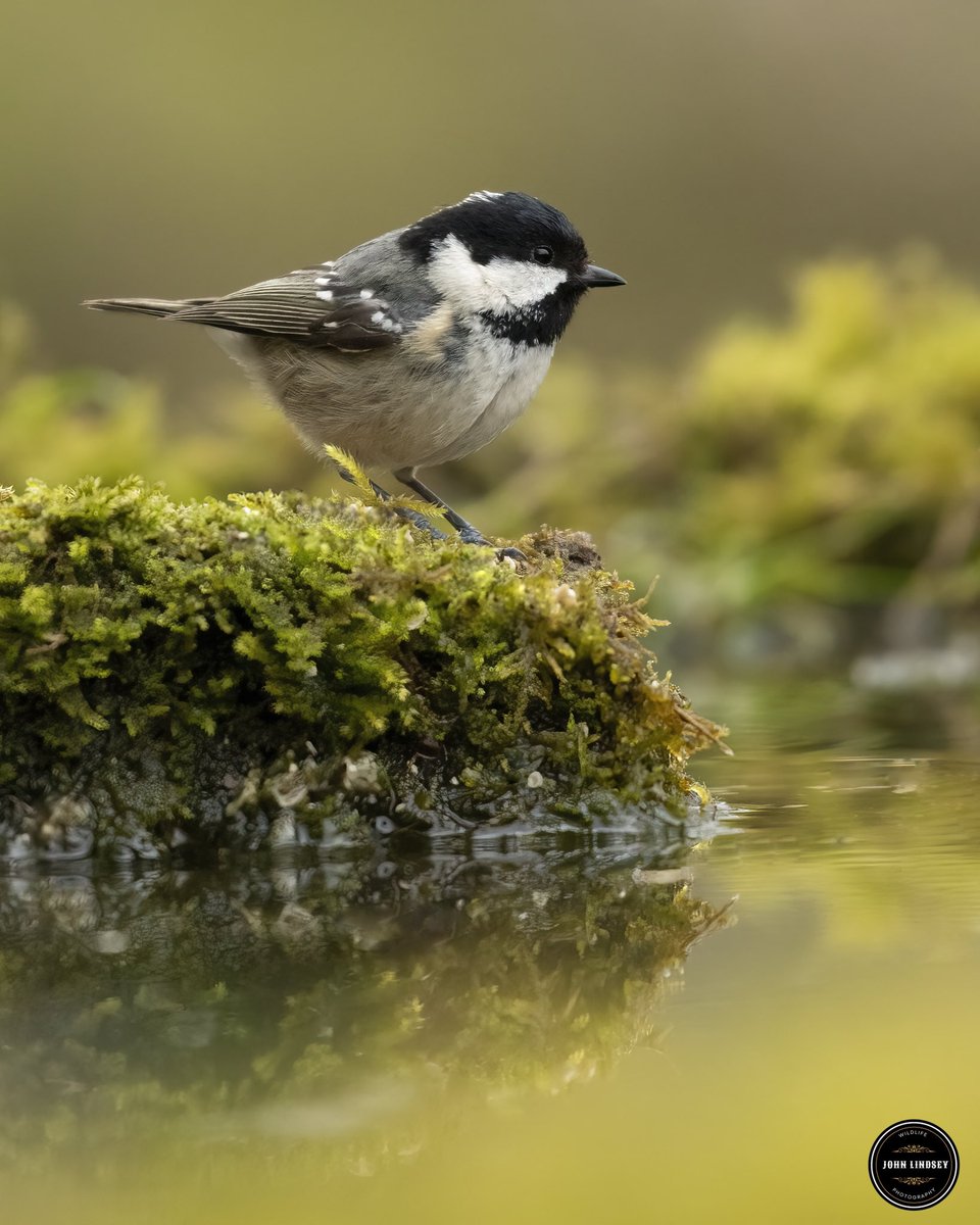 🐦 Just captured a stunning image of one of my favorite little birds, the Coal Tit (Periparus ater)! 😍 These tiny bundles of joy never fail to brighten up my day with their cheerful chirps and adorable antics.