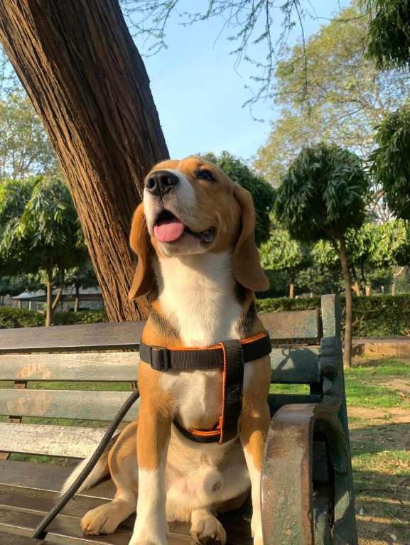 Looking for a furry friend to bring joy into your home? Meet this fully vaccinated, healthy Beagle! 1.4 years old and eager for a loving family. #Delhi Contact: +91 99711 02108 #AdoptDontShop House checks mandatory. Let's give this adorable pup a forever home!