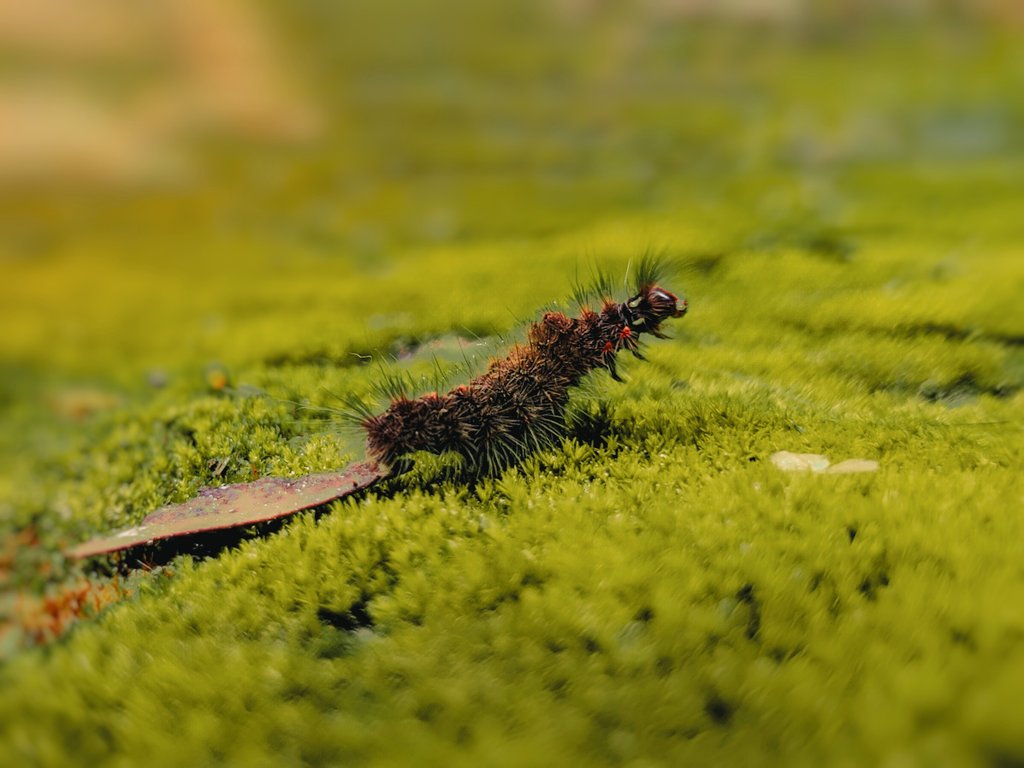 Drop Some Macro Shots 🐛 Re-Posting Favorites 🔁 Shot On Primo RX8 Mini Powered By @Snapdragon #ShotOnSnapdragon . EDITED On @Lightroom