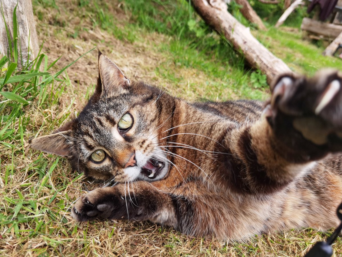 dude on his air guitar again 🎸👀🐾😹 Good Evening from Mr Stripey 🌃 ✨ 🖖 🐾 #cats #AdoptDontShop tribeofma.carrd.co 🐾