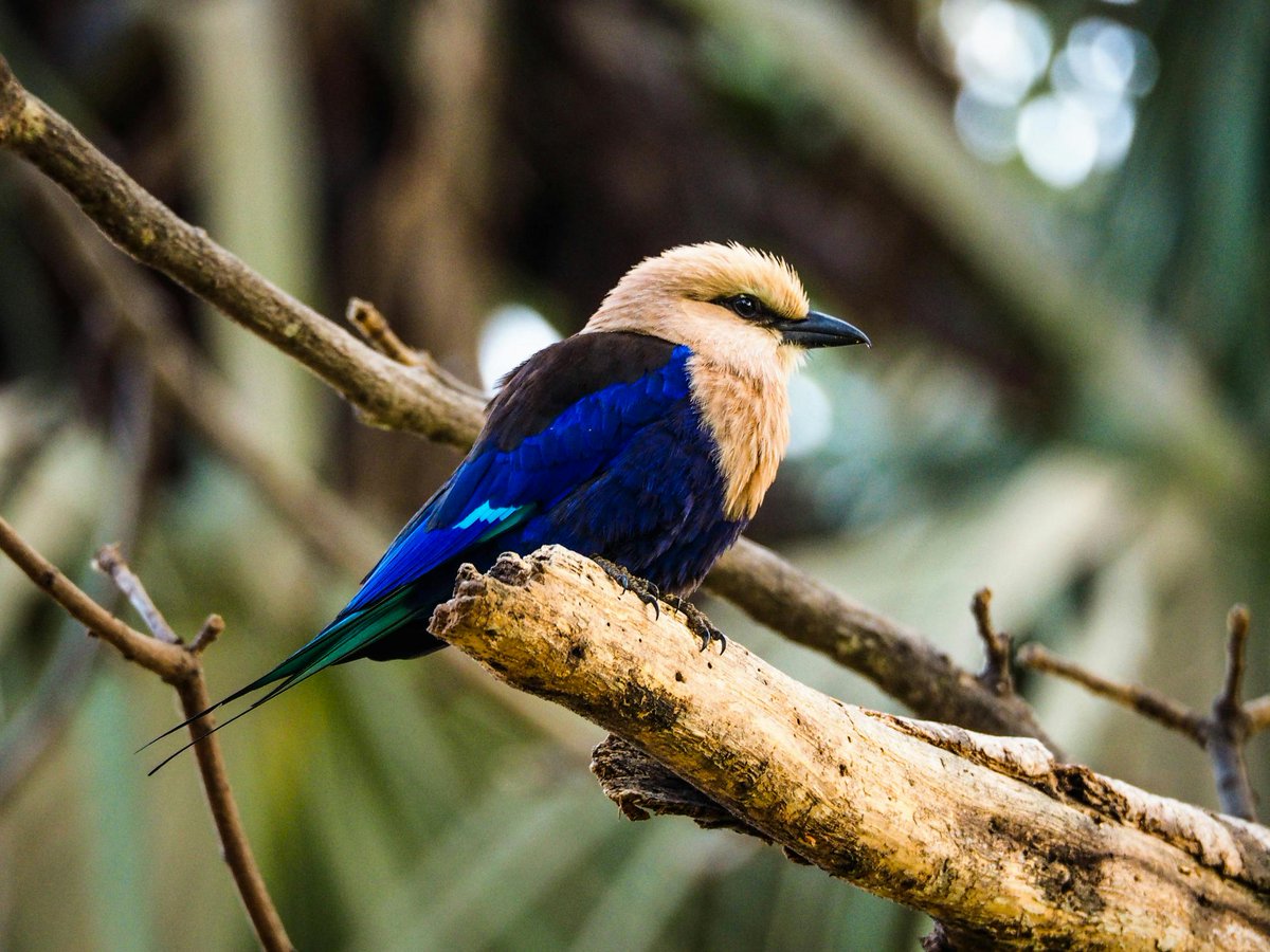 Stunning close-up of a Blue-bellied Roller!  Those iridescent feathers are incredible. #birds #naturelover #Gambia 🇬🇲🐦