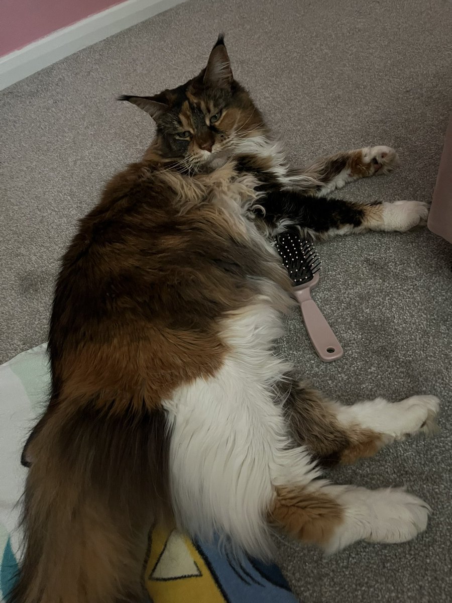 One leg I brushed before she got the hump! Stole the brush 🤦‍♀️