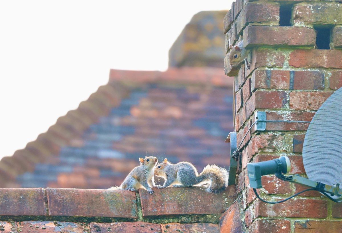 Today the squirrel pair who nest in my chimney have an important family announcement