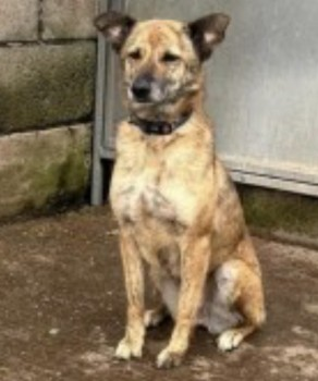 🆘12 MAY 2024 #Lost DEA #ScanMe NERVOUS ROMANIAN RESCUE Brindle Female Last seen: Oakthorn Grove #Haydock #StHelens #Merseyside #WA11 doglost.co.uk/dog-blog.php?d…
