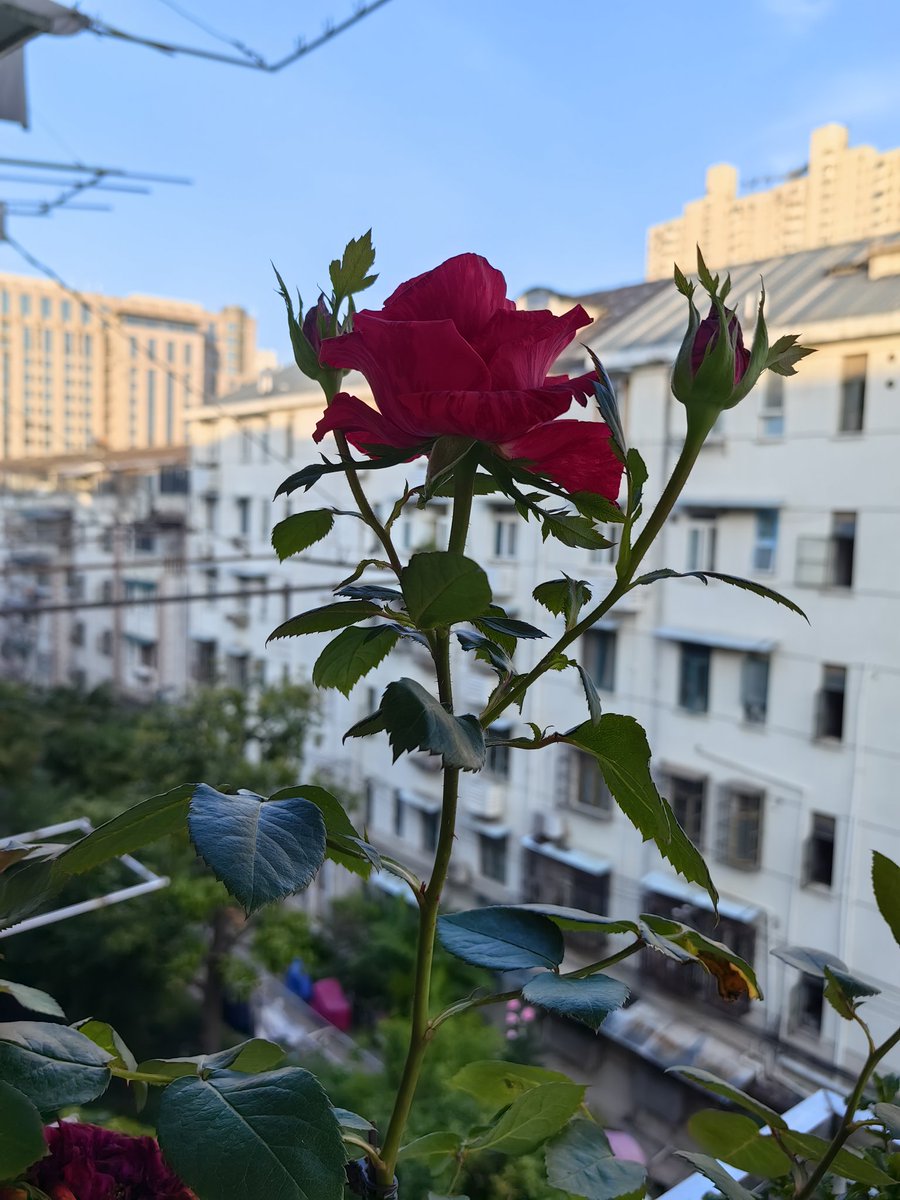 Kevin960409's tweet photo. 阳台的月季开啦，还是有深浅花纹的花瓣 https://t.co/tUa3F8TEjh