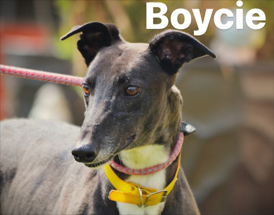 #k9hour Boycie DoB 5.4 18 he's recently arrived, he's good on lead and in car, very affectionate and not bothered by other dogs, more info/adopt him from @RetGreys_Cbury UK Call Us: 07783 367032 Email Us: info@retiredgreyhoundscanterbury.co.uk