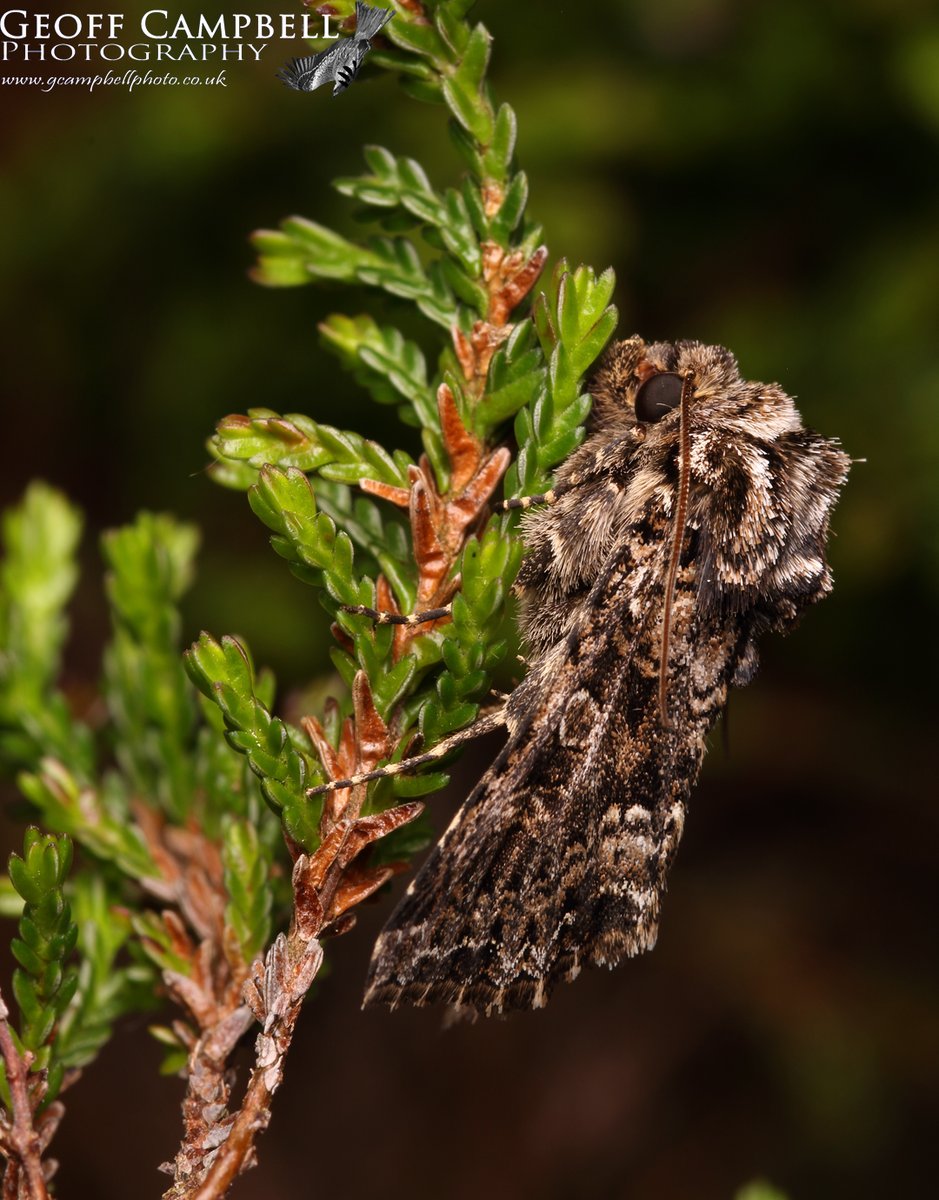 The Pod Lover (Hadena perplexa capsophila) - North Antrim, May 2024. A darker subspecies of Tawny Shears which is mainly found in coastal areas of Ireland, including the cliffs near me. #moths #mothsandbutterflies #mothsmatter @UlsterWildlife @BCNI_ @savebutterflies