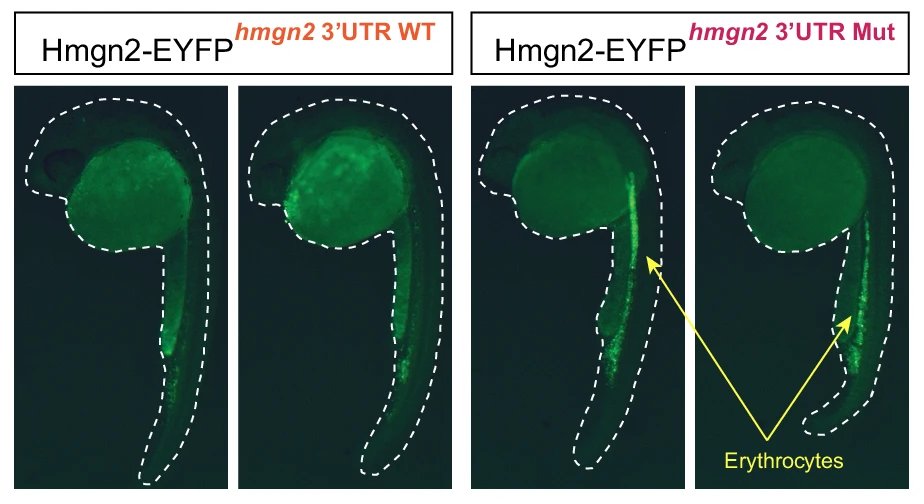 Hematopoiesis News (@hema_news) on Twitter photo Dr. <a href="/dmitrykretov1/">dmitry_kretov</a> led this research showing that miR-144 single-handedly regulates multiple chromatin factors to force #erythrocyte progenitors into the differentiation pathway.
Congratulations to everyone involved! 🎊 <a href="/CifuentesLab/">Cifuentes Lab</a> <a href="/DrGJMurphy/">George J. Murphy</a>
go.nature.com/3UzT9yM Dr. <a href="/dmitrykretov1/">dmitry_kretov</a> led this research showing that miR-144 single-handedly regulates multiple chromatin factors to force #erythrocyte progenitors into the differentiation pathway.
Congratulations to everyone involved! 🎊 <a href="/CifuentesLab/">Cifuentes Lab</a> <a href="/DrGJMurphy/">George J. Murphy</a>
go.nature.com/3UzT9yM
