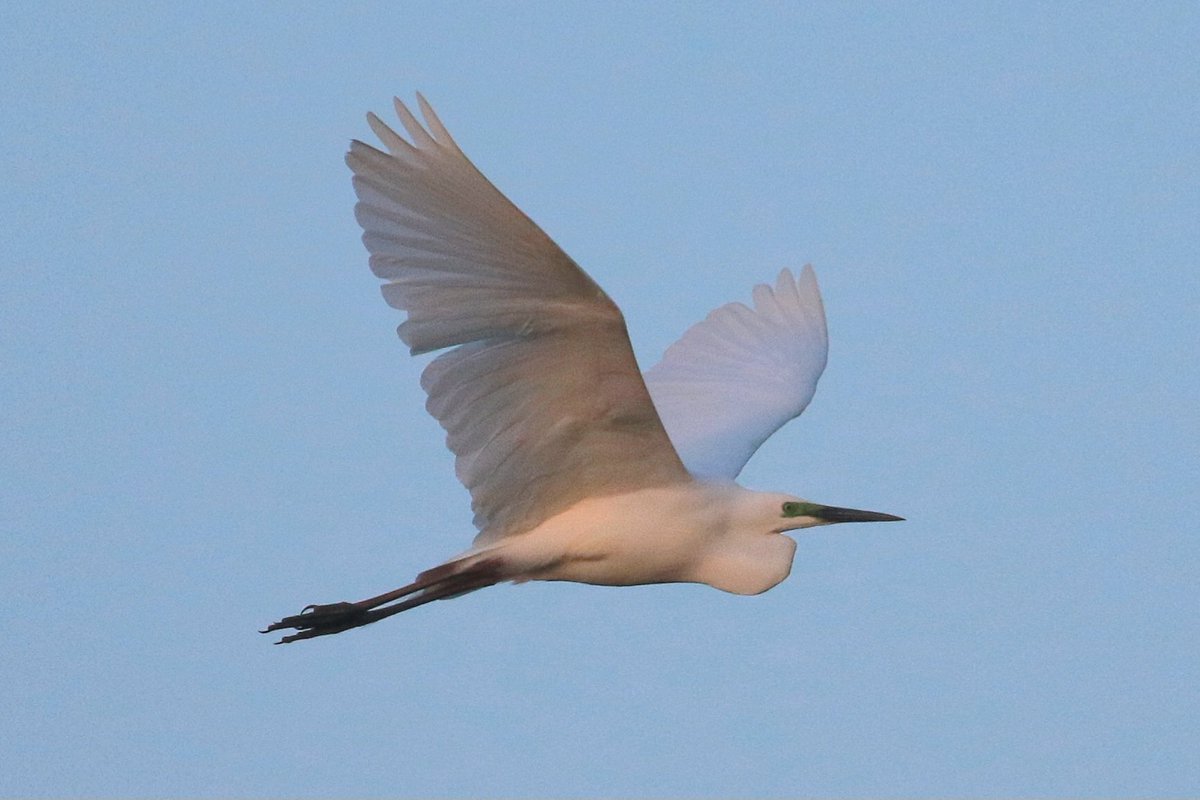 This Great White Egret wasn't a heron species I was particularly hoping for at Saltfleetby-Theddlethorpe Dunes NNR this morning, but I think it's the first I've seen on patch in breeding attire. Not much else going on.... @RareBirdAlertUK