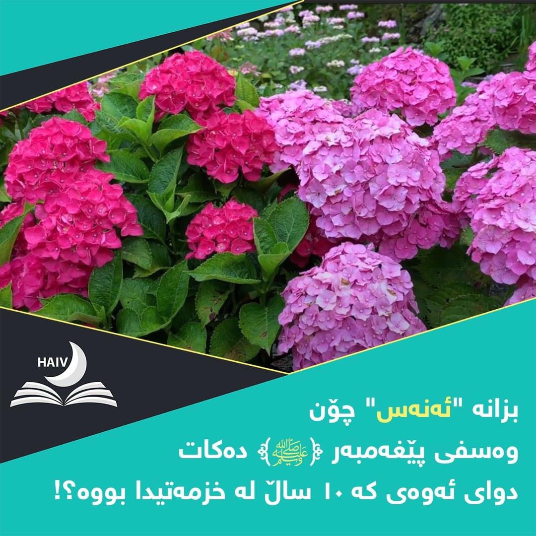HaivMagazine's tweet image. ئەنەس چی دەڵێت لە وەسفی خۆشەویستمان ؟!

دە ساڵ لە خزمەتی پێغەمبەردا بووم (ﷺ)..
هەرگیز وشەی بێزاری دەرنەبڕیوە بەرامبەرم، هەرشتێکیشم کردبێت، پێی نەدەفەرمووم  بۆچی وات کردووە؟ هەروەها شتێک وازم لێ هێنابێت یان نەمکردبێت، نەیفەرمووە بۆ نەتکردووە، پێغەمبەر (ﷺ) بەڕەوشتترین مرۆڤ بوو،