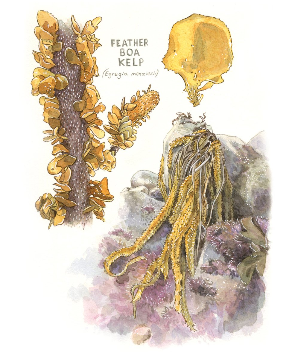 One of the most fabulous of the kelps #botanicalillustration