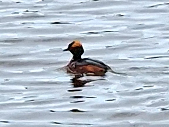 Järvelän kosteikolla Littoisissa, puolessa tunnissa 25 lintulajia 👍🐦🦆🦢 Oikealla yksi jonka tukkamallia kadehdin 😅