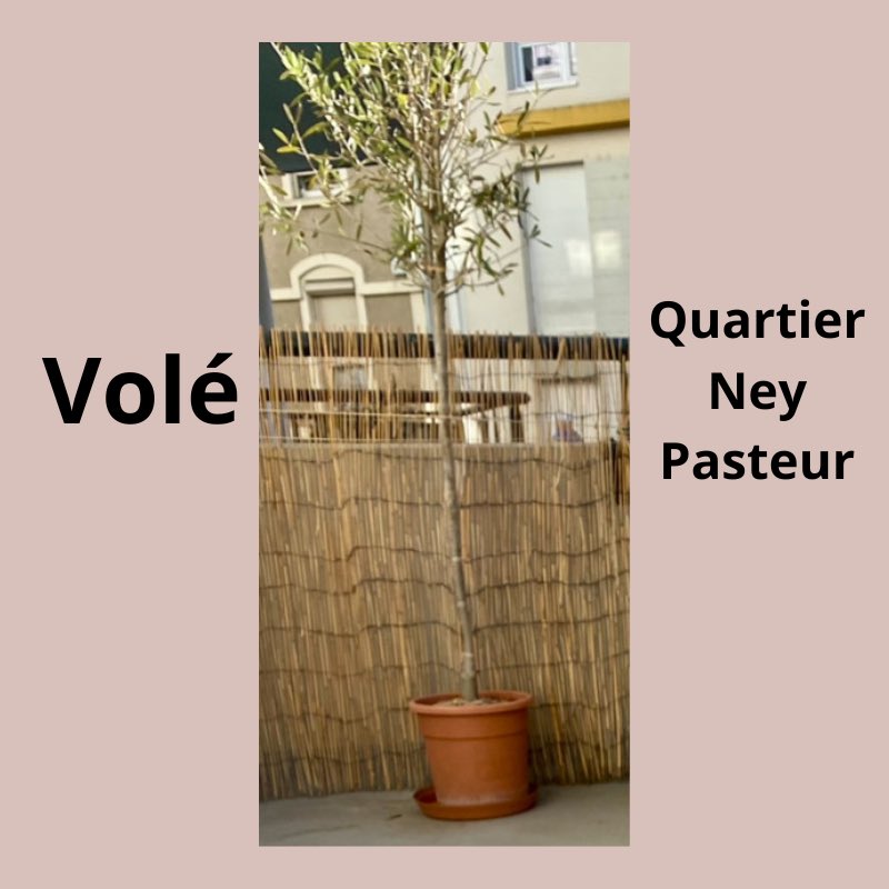 Hello #Angers
on m’a volé mon olivier ce we de l’ascension quartier Ney.
Apparemment il y a eu aussi d’autres bêtises dans le quartier. Peut-être a-t-il atterri pas loin de chez vous..
C’est un cadeau avec une signification sentimentale pour moi donc si vous avez des info.. 🙏🏼