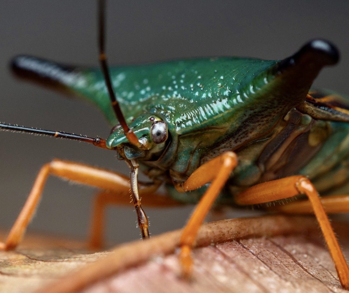 A confident, colorful bug I found today in the primary rainforest