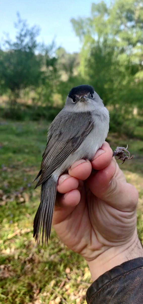 Something must be up this year in the #AshdownForest, only 2 birds caught today in perfect conditions. Same time last year was managing at least 10 birds a sesson...still a nice Blackcap at least!